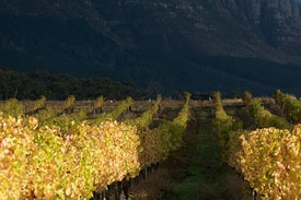 Hidden Ridge Vineyard