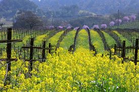Blue Rock Vineyard