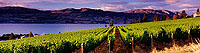 vineyard